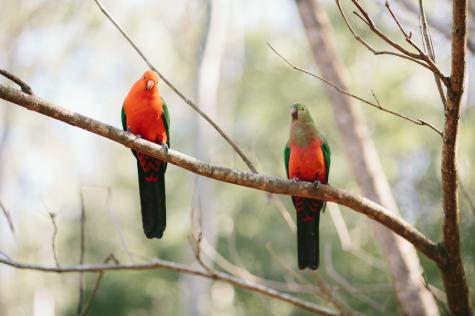 Visiting king parrot pair - Bluegums Cabins