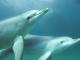 Swim with wild dolphins - Beachside Apartment Hotel