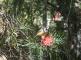 visiting birds - Bluegums Cabins