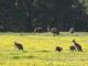 Emus and kangaroos grazing near your cottage - Harmony Forest Cottages