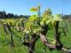 Our vineyard in spring - Harmony Forest Cottages
