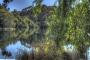 Picturesque lake on the property - Harmony Forest Cottages