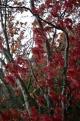 Garden - Leura Camellias