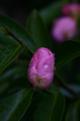 Garden - Leura Camellias