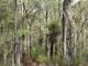 Forest view with large grass tree from the front of the building - Margaret River Bed and Breakfast