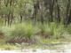 Forest view from the rear alfresco area of the building - Margaret River Bed and Breakfast