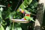 Lorikeet Birdshow during breakfast - Noosa Valley Manor Luxury B&B