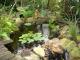 Award winning tropican gardens - Noosa Valley Manor Luxury B&B