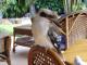 Kookaburra is watching you - Noosa Valley Manor Luxury B&B