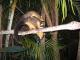 Feed the Possums - Noosa Valley Manor Luxury B&B