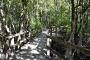 Mangrove Boardwalk Leading to the Beach - PK's Jungle Village