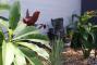 Garden - Riverside Motel