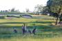 Golf Course - Riverside Oaks