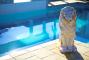 Pool - The Devon Hotel & Conference Centre