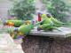 Native birds and wildlife visit regularly - The Retreat Port Stephens
