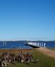 Jetty and Wildlife - Waterfront Retreat at Wattle Point